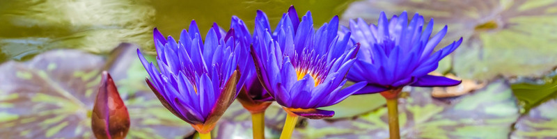 Water Lily, Nymphaea, Birth Flower, July Birth Flower, Birth Month Flower